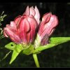 20070727_072